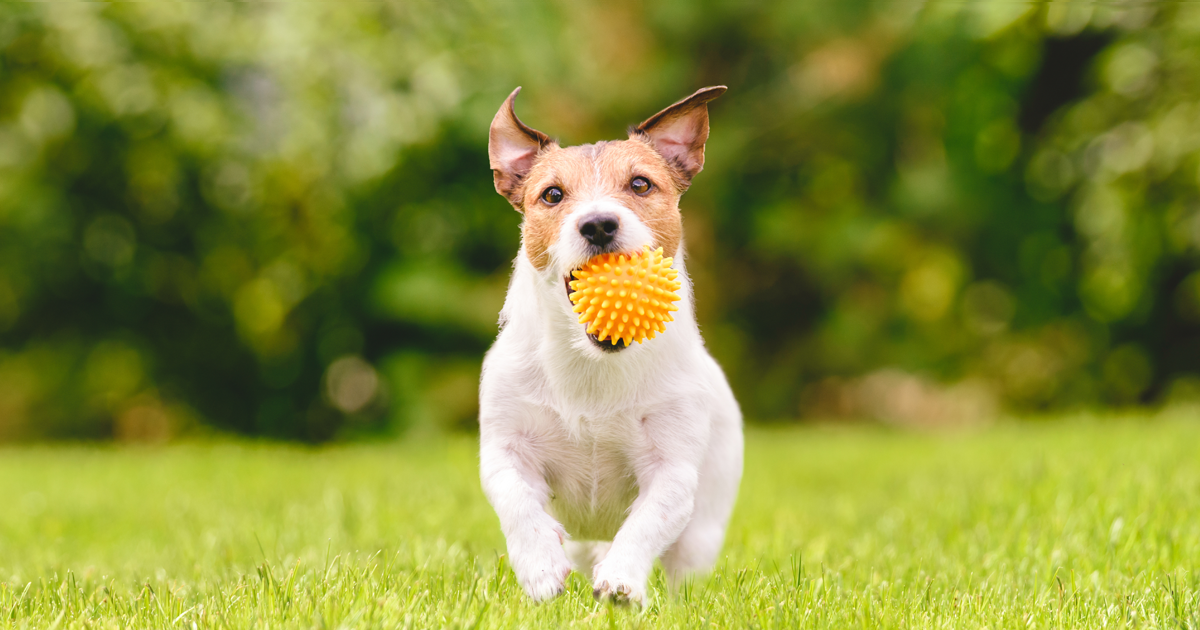 Corgi running on the grass in a meadow with a spiky yellow toy ball in her mouth